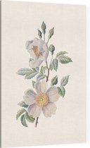 Bosroos (Field Rose) - Foto op Canvas - 40 x 60 cm
