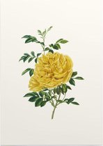 Rosa Foetida Aquarel (Persian Yellow Rose) - Foto op Posterpapier - 42 x 59.4 cm (A2)