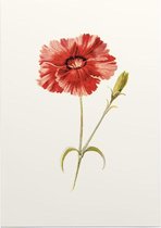 Spigelia Marilandica (Indian Pink White) - Foto op Posterpapier - 42 x 59.4 cm (A2)