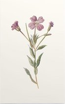 Harig Wilgenroosje (Greater Willow Herb) - Foto op Forex - 60 x 90 cm