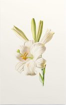 Madonnalelie (White Lily) - Foto op Forex - 30 x 45 cm