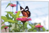 Acrylglas –Vlinder op Roze Bloem -90x60 (Wanddecoratie op Acrylglas)