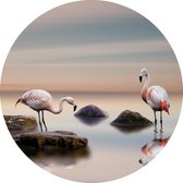 Glasschilderij  Flamingo's - schilderij fotokunst - Foto print op glas - diameter 80 cm - woonkamer slaapkamer