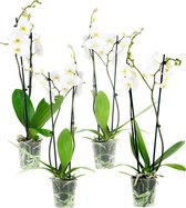 Orchideeën van Botanicly – 4 × Vlinder orchidee wit – Hoogte: 60 cm, 2 takken, witte bloemen – Phalaenopsis Springtime