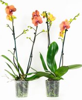 Orchideeën van Botanicly – 2 × Vlinder orchidee oranje – Hoogte: 60 cm, 2 takken, oranje bloemen – Phalaenopsis multiflora Surfsong
