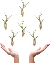 Plantasy | Tillandsia luchtplant Caput Medusae | 6 stuks | 10 x 4 cm | Sterke luchtplant | Weinig verzorging | Vers uit eigen familie kwekerij