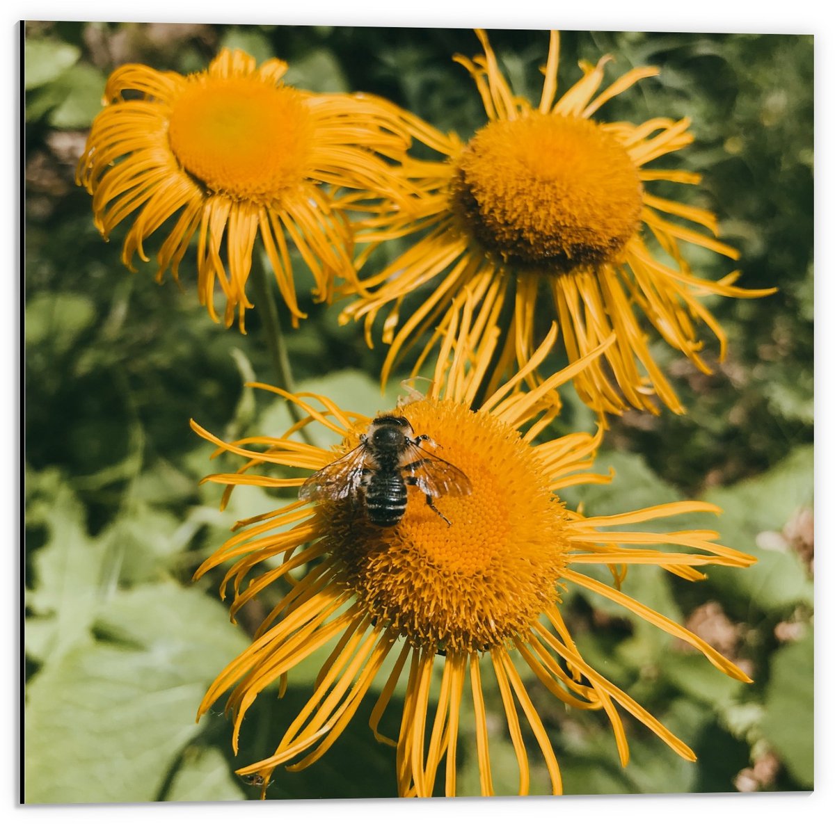 KuijsFotoprint Dibond - Bij op Gele Bloemen - 50x50cm Foto op Aluminium (Met Ophangsysteem) Groen