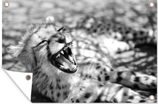 Muurdecoratie Baby cheetah in de Savanne - zwart wit - 180x120 cm - Tuinposter - Tuindoek - Buitenposter