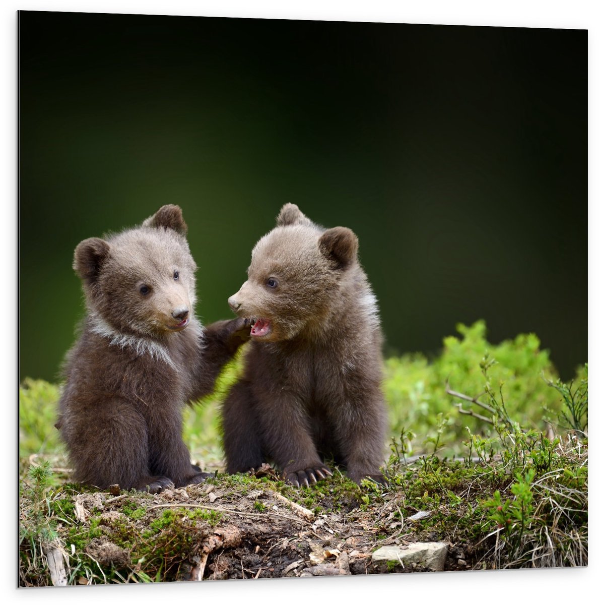Dibond - Schattige Baby Beren - 100x100cm Foto op Aluminium (Met Ophangsysteem)