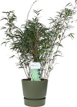 Gras van Botanicly – Fargesia bamboe in groente ELHO plastic pot als set – Hoogte: 79 cm – Fargesia rufa
