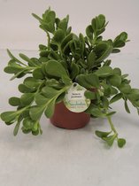 Kamerplant van Botanicly – Kruiskruid – Hoogte: 25 cm – Senecio jacobsenii