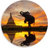 Forex Wandcirkel - Steigerende Olifant  - 60x60cm Foto op Wandcirkel (met ophangsysteem)