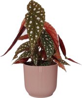 Hellogreen Kamerplant - Stippenplant Begonia Maculata - 25 cm - Vibes Fold Rond Delicaat Roze