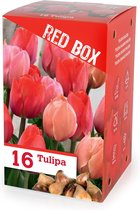 16x Tulpen - Tulipa - Mix 'The Red Box' - Rood - Winterhard - 16 bollen