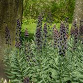 3x Perzische Keizerskroon - Fritillaria persica - Paars - 3 bollen - Ø20cm