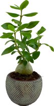 Kamerplant van Botanicly – Hydnophytum Papuanum in grijs keramiek pot als set – Hoogte: 30 cm