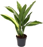 Kamerplant van Botanicly – Kwartjesplant – Hoogte: 70 cm – Aspidistra elatior