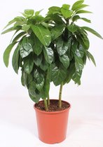 Kamerplant van Botanicly – Schefflera actinophylla Paradise – Hoogte: 110 cm