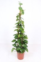 Kamerplant van Botanicly – Epipremnum pinatum Aureum – Hoogte: 160 cm