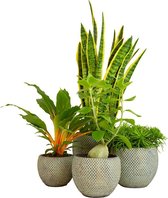 Kamerplanten van Botanicly – 4 × Graslelie, Kruiskruid, Vrouwentongen in grijs keramiek pot als set – Hoogte: 41 cm