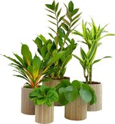 Kamerplanten van Botanicly – 5 × Dwergpeper, Pannenkoekenplant, Graslelie, Drakenboom in zeegras pot als set – Hoogte: 43 cm