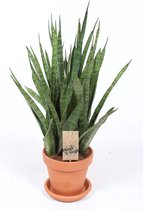 Kamerplant van Botanicly – Vrouwentongen incl. terracotta sierpot als set – Hoogte: 50 cm – Sansevieria kirkii