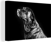 Canvas Schilderij Bruine labrador op zwarte achtergrond - zwart wit - 60x40 cm - Wanddecoratie