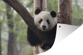 Tuinposters buiten Panda - Boom - Bos - 90x60 cm - Tuindoek - Buitenposter