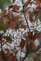 Jonge Krentenboom | Amelanchier lamarckii | 150-200cm hoogte