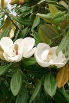 Jonge wintergroene Magnolia boom | Magnolia grandiflora | 30-40cm hoogte