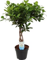 Hellogreen Kamerplant - Ficus Macrocarpa Moclame - Gevlochten stam - 65 cm