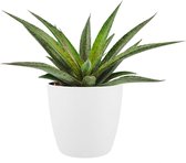 Mangave ‘Pineapple Express’ ® In ELHO Brussels Round (wit) - Vers Van De Kweker - ↨ 15cm - ⌀ 18cm - [Mama's Planten]