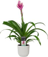 Mama's Planten -   Guzmania Candy In ELHO ® Vibes Fold Rond (zijde Wit) - Vers Van De Kweker - ↨ 60cm - ⌀ 14cm
