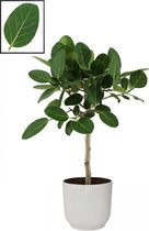 Mama's Planten - Ficus Ficus Benghalensis ‘Audrey’  In ELHO Vibes Fold Rond Sierpot  (zijdewit) - Vers Van De Kweker - ↨ 90cm - ⌀ 22cm