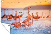 Posters de jardin Flamingo - Mer - Soleil - Eté - 90x60 cm