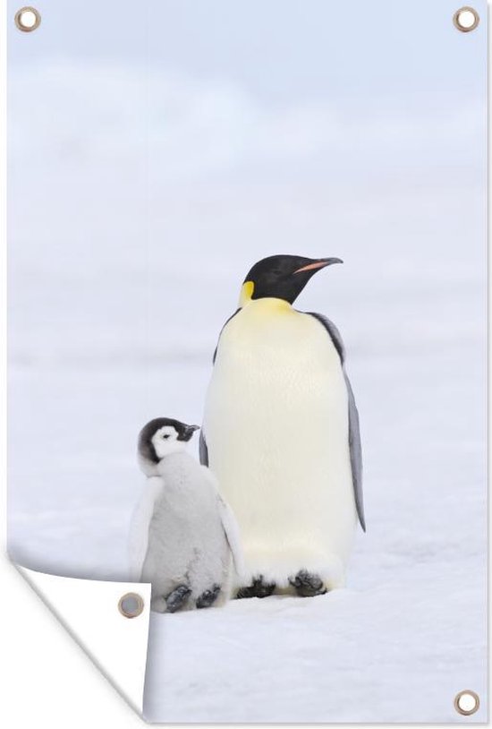 Tuindecoratie Pinguïn - Sneeuw - Kuiken - 40x60 cm - Tuinposter - Tuindoek - Buitenposter