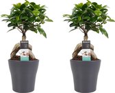 Decorum Duo Ficus Ginseng Bonsai geënt met sierpot Anna grey – ↨ 30cm – ⌀ 12cm
