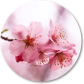 Roze Bloesem - Muurcirkel Forex 80cm | Wandcirkel voor binnen - Minimalist - Natuur - Bloemen