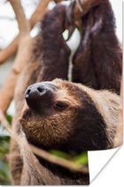 Affiche Un paresseux de près suspendu à l'envers - 120x180 cm XXL