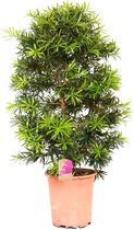 Kamerplant van Botanicly – Podocarpus macrophylla – Hoogte: 110 cm