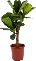 Kamerplant van Botanicly – Vioolplant  – Hoogte: 110 cm – Ficus Lyrata