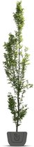 Haagbeuk in zuilvorm | Carpinus betulus Fastigiata | Stamomtrek: 12-14 cm