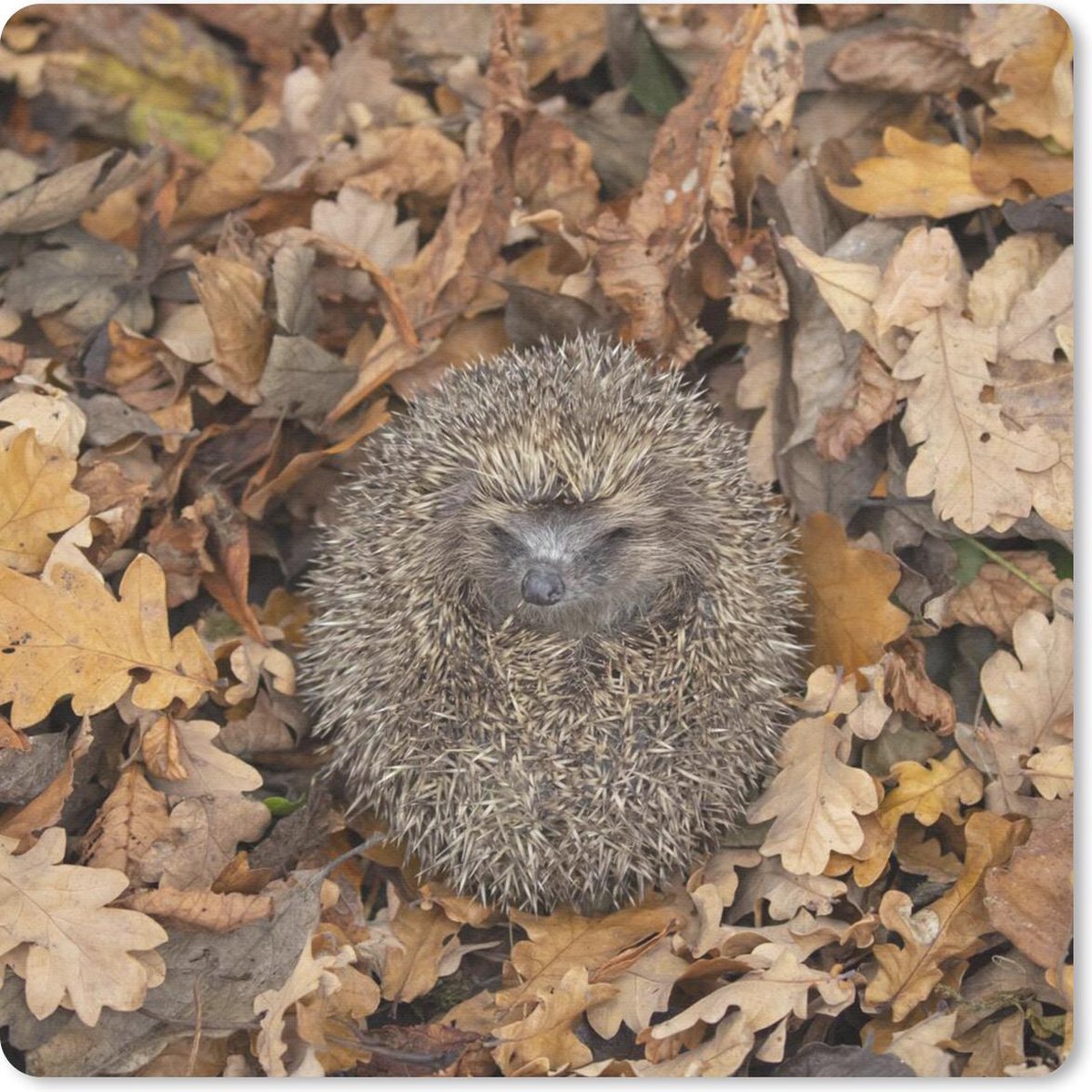 Muismat 20x20 cm - Mousepad Egel - Herfst - Bos - Muismatten