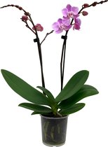 ZynesFlora - Phalaenopsis - Orchidee - Ø 9cm - ↕ Hoogte: 35-40 cm - Roze - Kamerplant