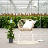 Scindapsus Mosstok - Hoogte: ↑ 80 cm -