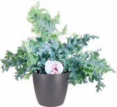 Hellogreen Kamerplant - Phlebodium Davana - 48 cm - ELHO sierpot Antraciet