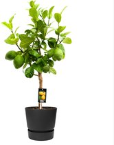 FloraExpert - Citrus - 85 Cm - Ø 22