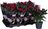 Bloem van Botanicly – Rosa Patio Hit – Hoogte: 36 cm