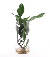 Bloem van Botanicly – Philodendron Florida Green incl. designe glas als set – Hoogte: 40 cm