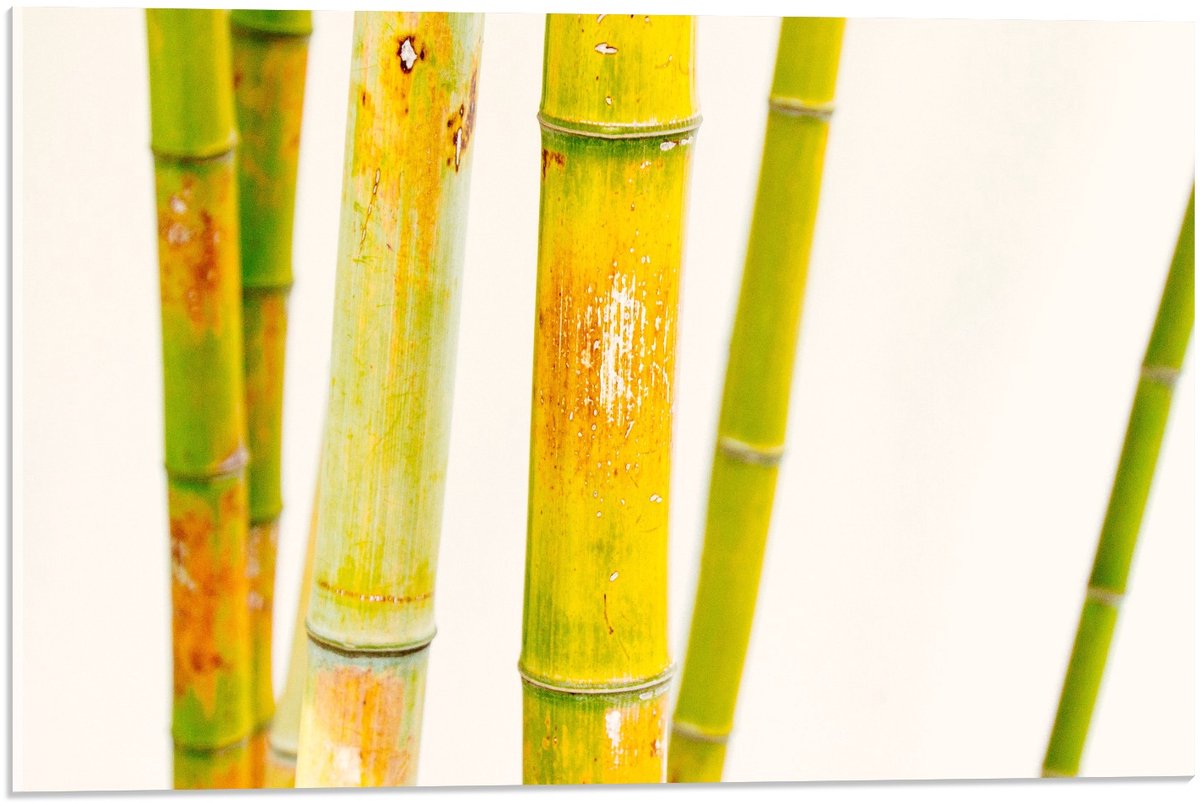 KuijsFotoprint Acrylglas - Groene Bamboe Stokken - 60x40cm Foto op Acrylglas (Met Ophangsysteem)